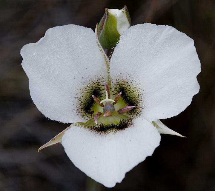 Calochortus howellii 2609.jpg